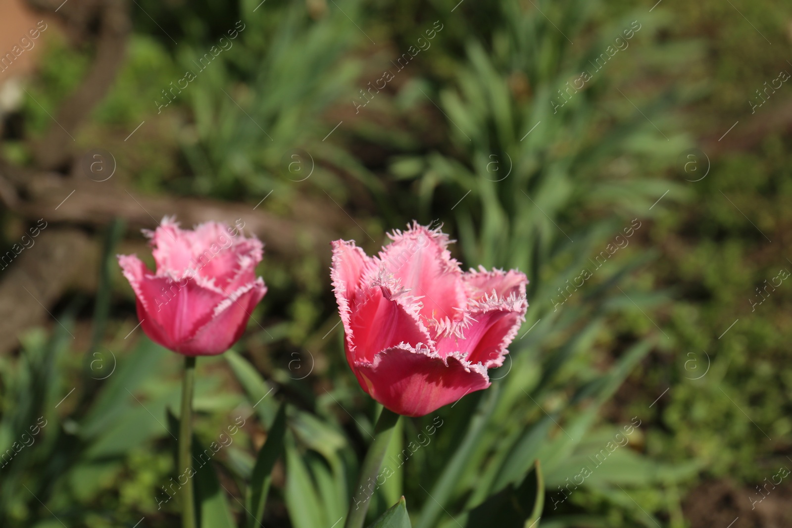 Photo of Beautiful pink tulip flowers growing in garden. Spring season