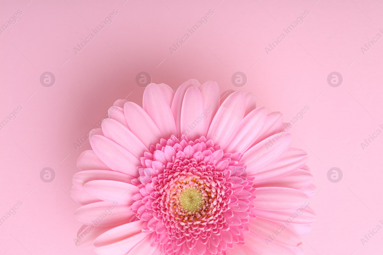 Photo of One beautiful tender gerbera flower on pink background, top view