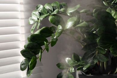 Photo of Beautiful green houseplant and steam indoors, closeup view. Air humidification