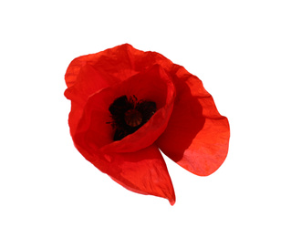 Beautiful red poppy flower isolated on white