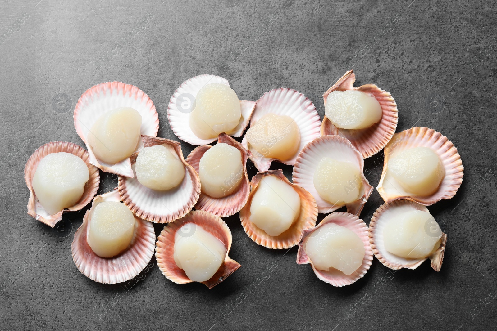 Photo of Many fresh raw scallops in shells on grey table, flat lay