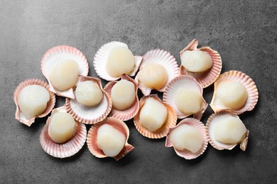 Many fresh raw scallops in shells on grey table, flat lay