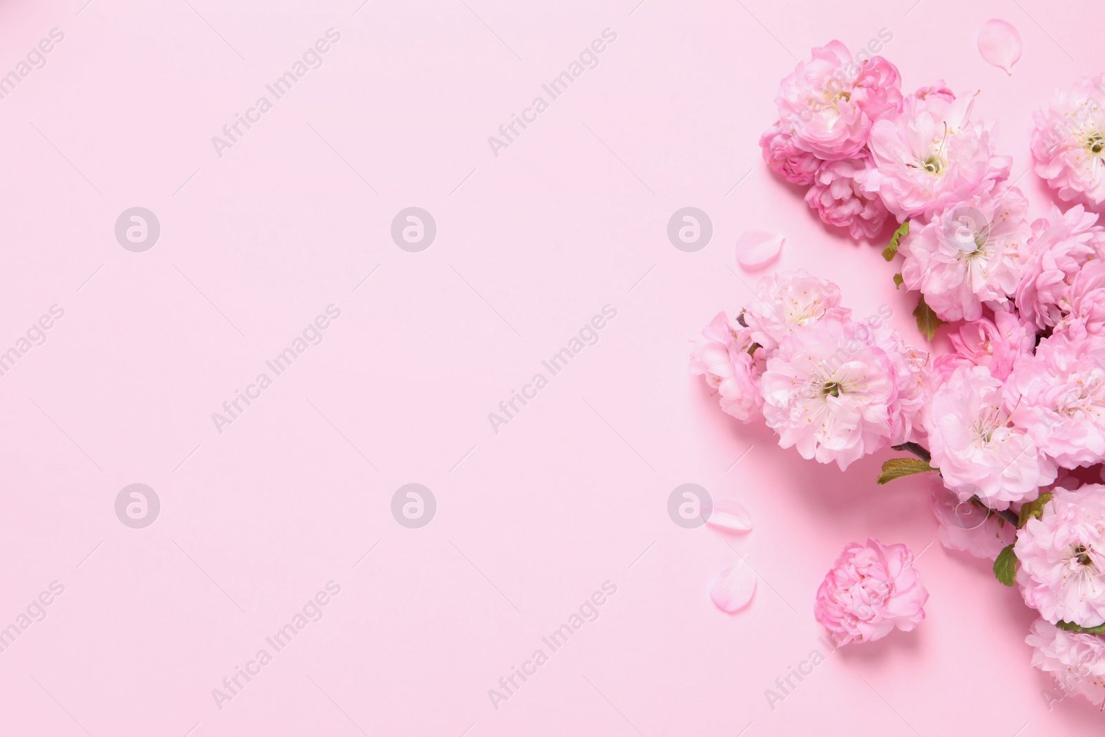 Photo of Beautiful sakura tree blossoms on pink background, flat lay. Space for text