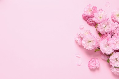 Beautiful sakura tree blossoms on pink background, flat lay. Space for text