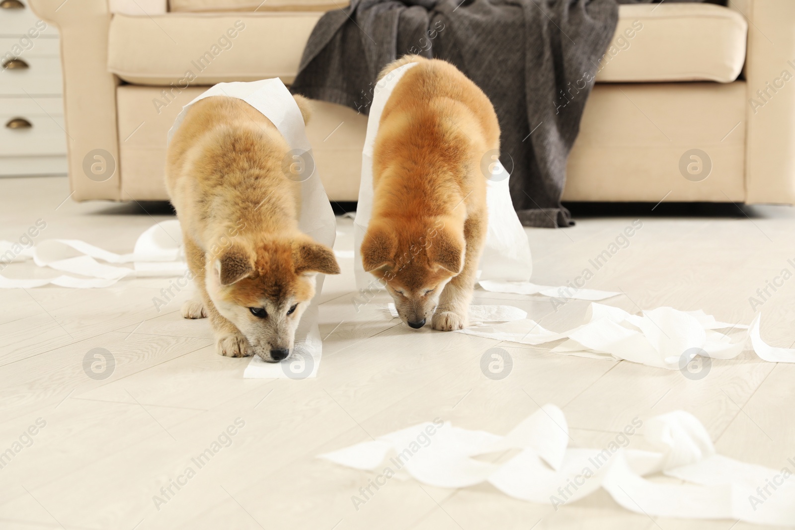 Photo of Cute akita inu puppies playing with toilet paper indoors