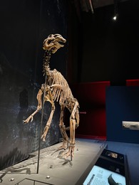 Photo of Leiden, Netherlands - November 19, 2022: Life size skeleton of Plateosaurus in museum