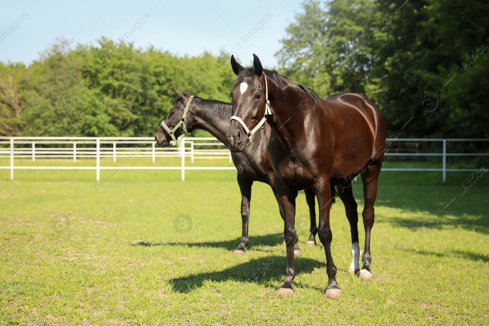 Photo of Dark bay horses in paddock on sunny day. Beautiful pets