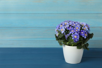 Photo of Purple cineraria plant in flower pot on blue wooden table. Space for text