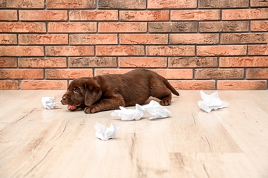 Photo of Mischievous chocolate Labrador Retriever puppy and torn paper near wall indoors