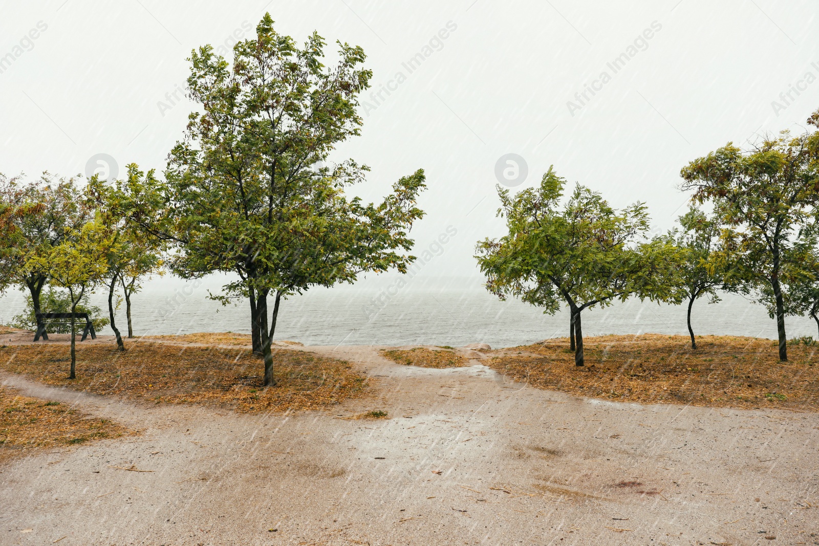 Photo of Beautiful view of trees near river during rain in autumn