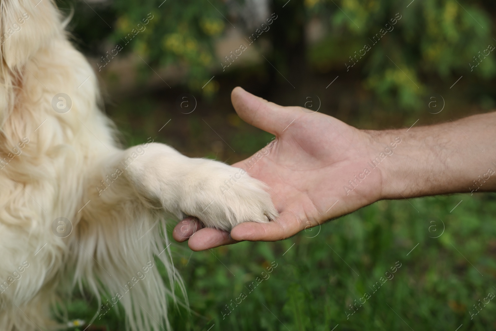 Photo of Man holding dog's paw in park, closeup