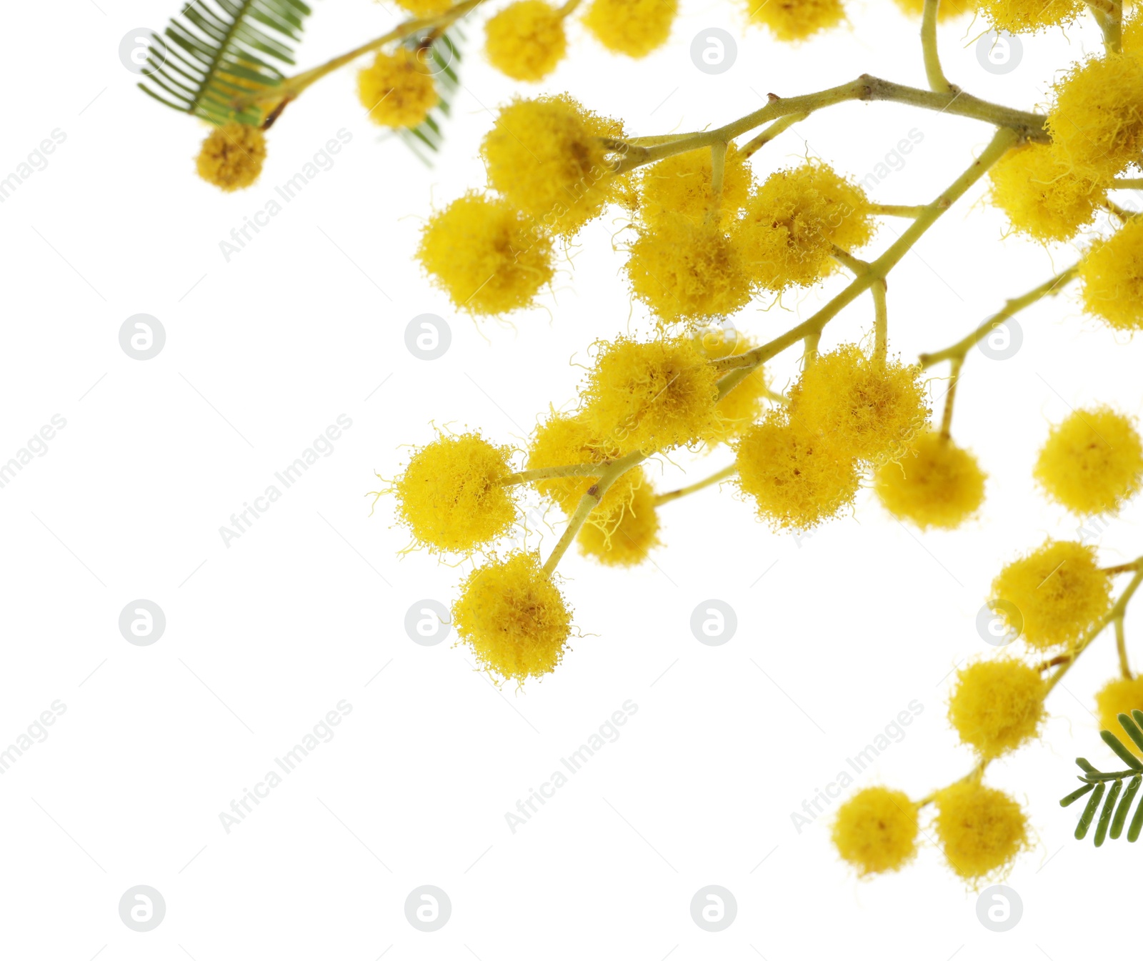 Photo of Beautiful mimosa plant with yellow flowers on white background