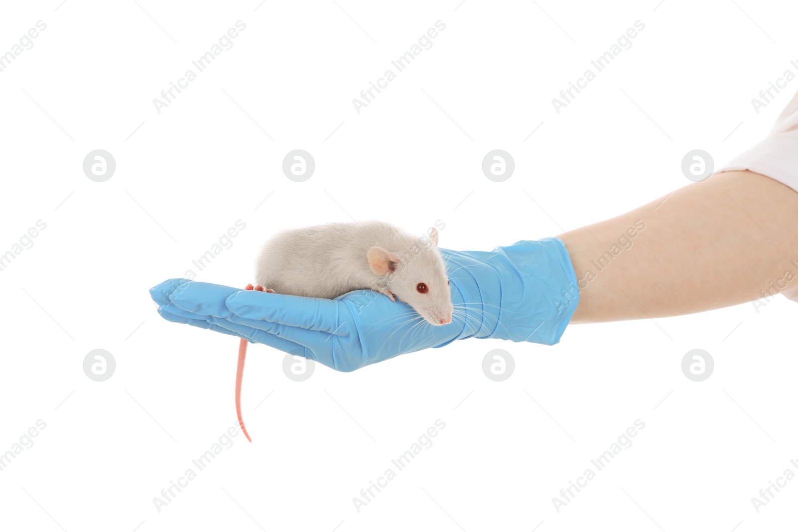 Photo of Scientist holding rat on white background, closeup. Animal testing concept