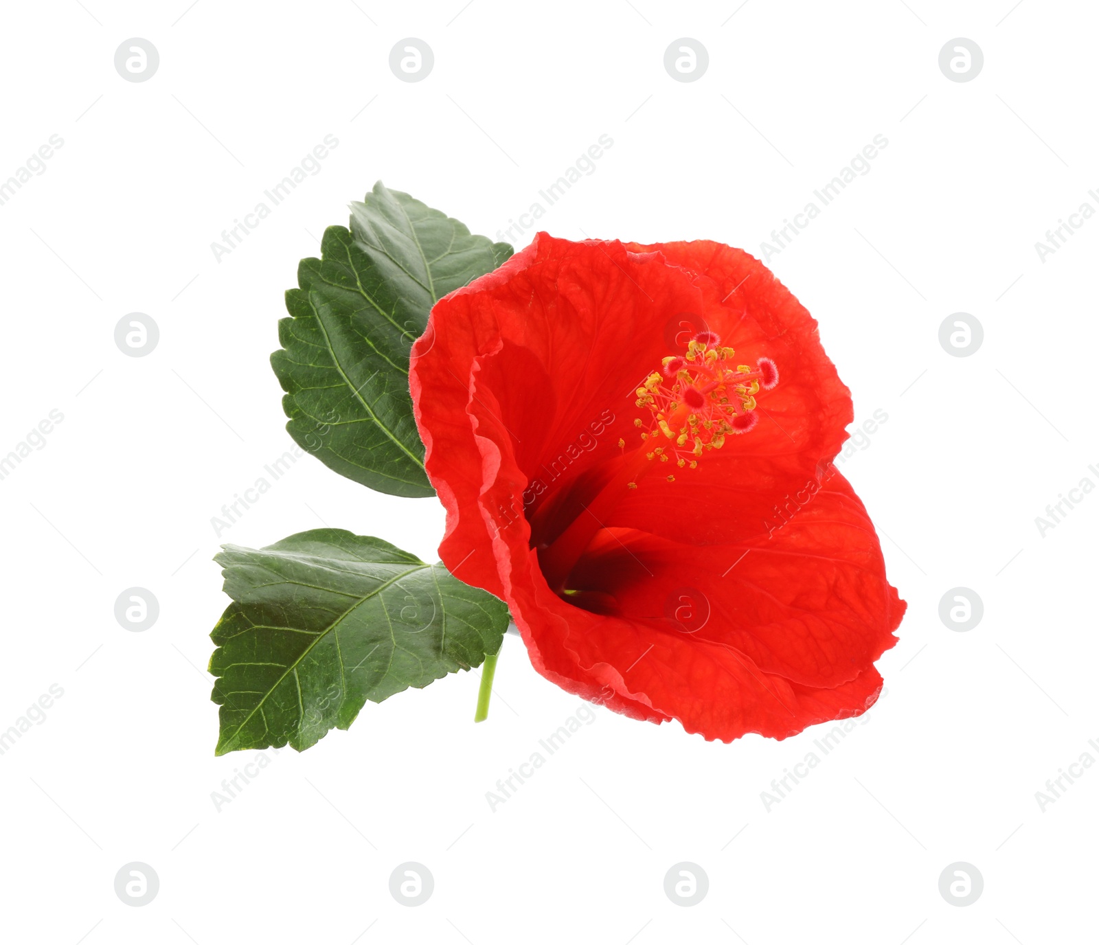 Photo of Beautiful red hibiscus flower and green leaves isolated on white