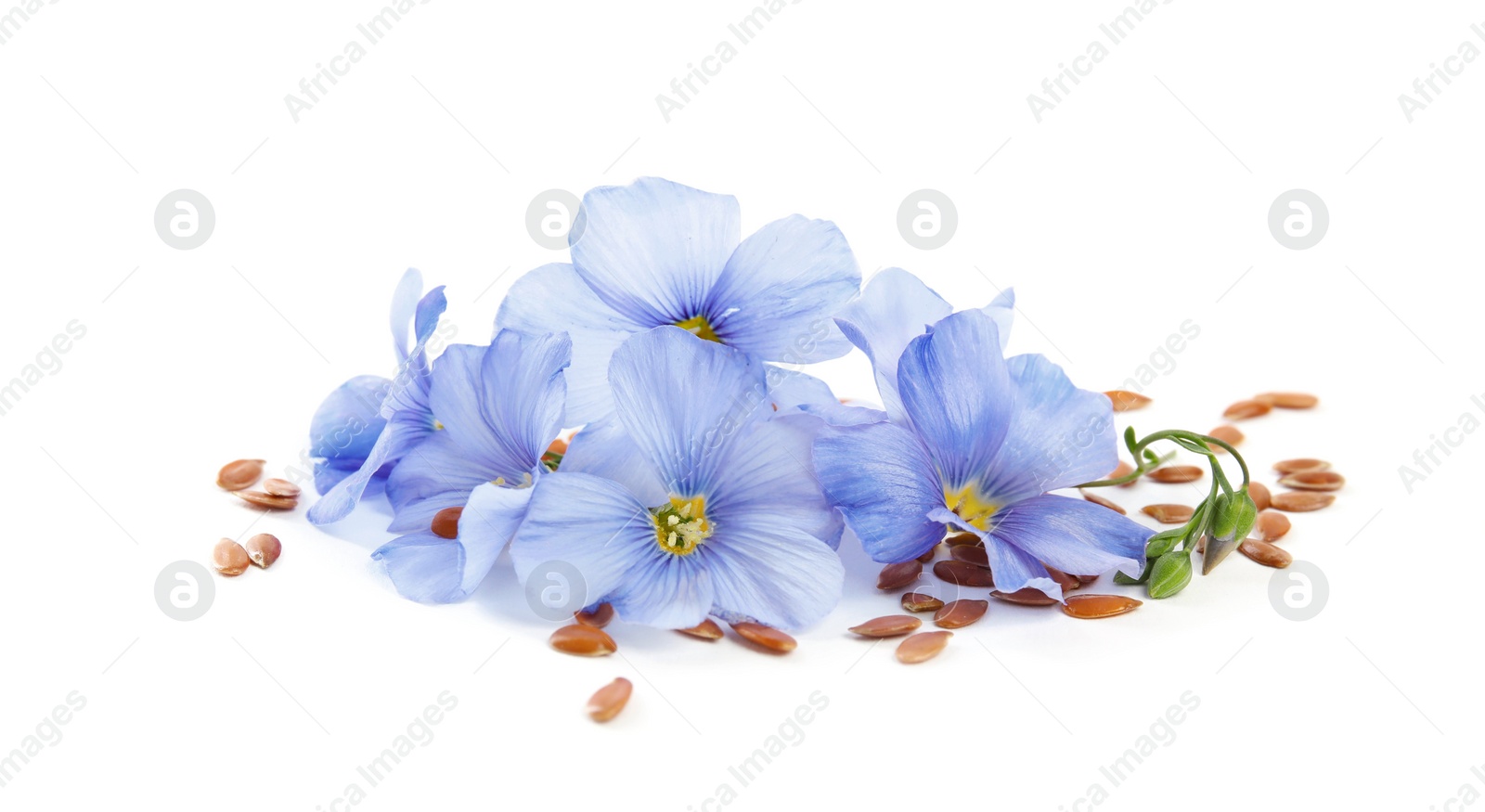 Photo of Flax flowers and seeds on white background