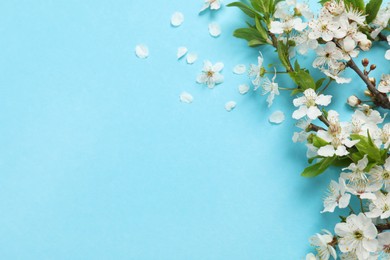 Photo of Blossoming spring tree branches as border on turquoise background, flat lay. Space for text