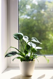 Beautiful houseplant with green leaves in pot on white window sill indoors