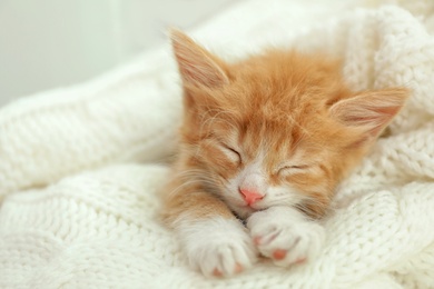 Cute little red kitten sleeping on white knitted blanket