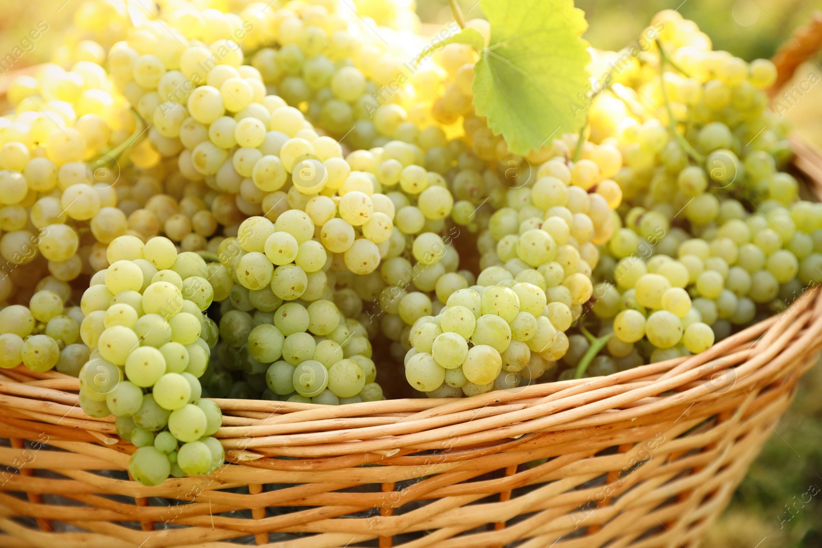 Photo of Wicker basket with fresh ripe grapes in vineyard on sunny day, closeup