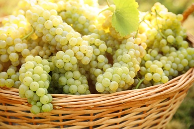 Wicker basket with fresh ripe grapes in vineyard on sunny day, closeup