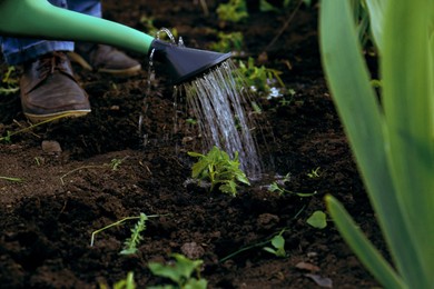 Photo of Man watering little green seedlings in soil, closeup