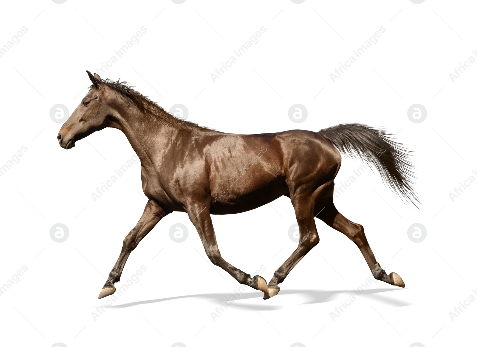 Image of Dark bay horse running on white background. Beautiful pet