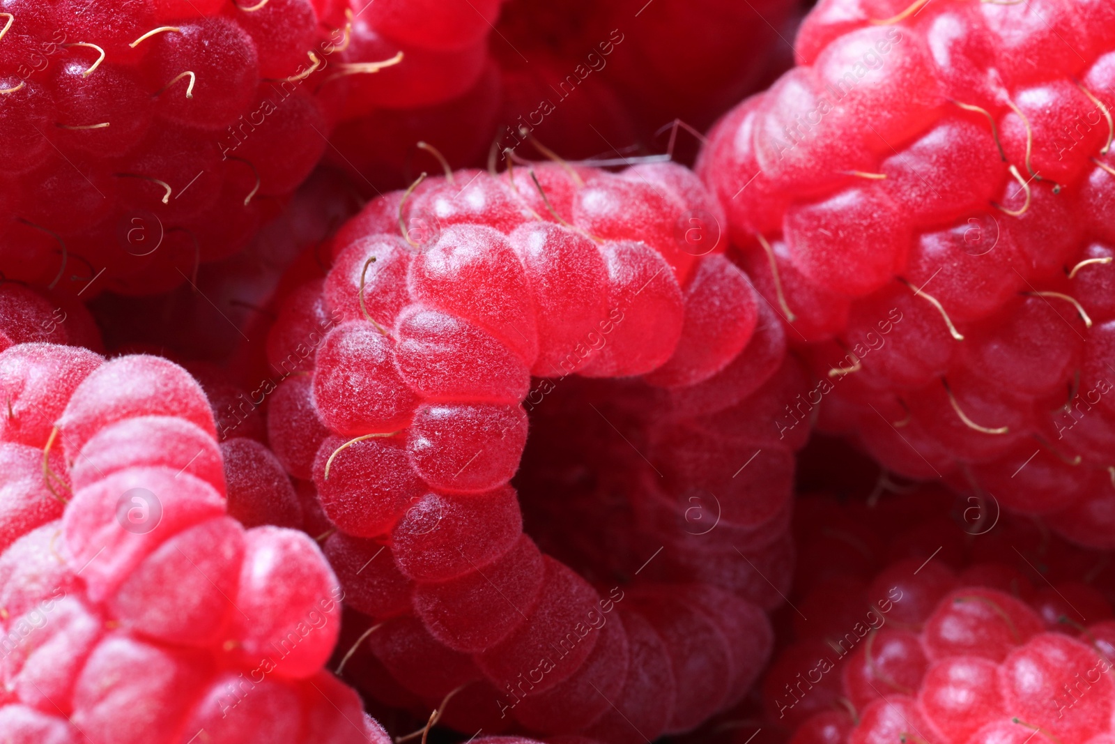 Photo of Many fresh ripe raspberries as background, closeup