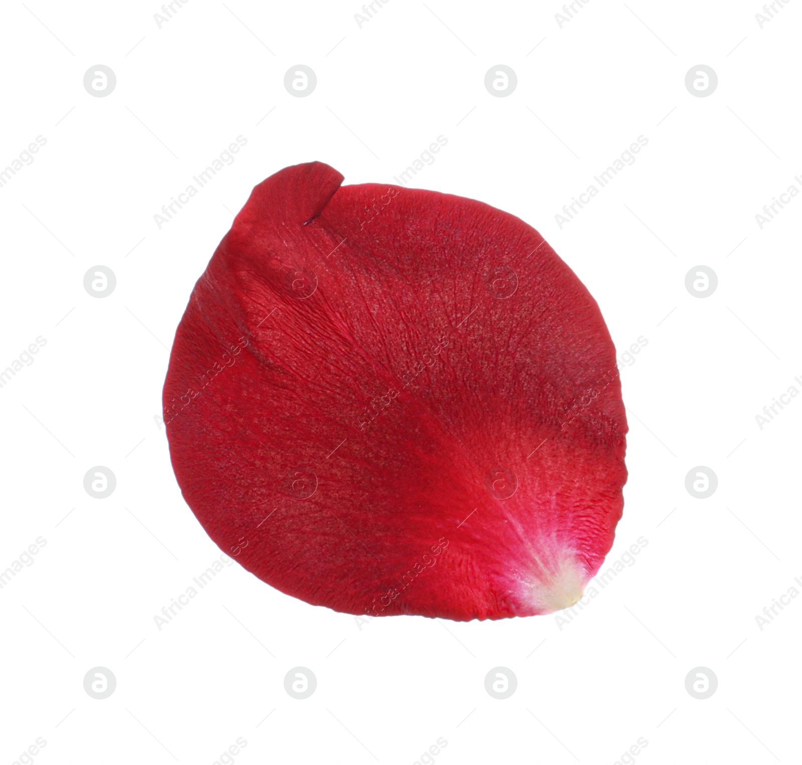 Photo of Red rose flower petal on white background