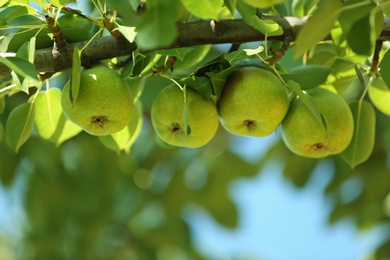 Photo of Branch of tree with pears and foliage in garden