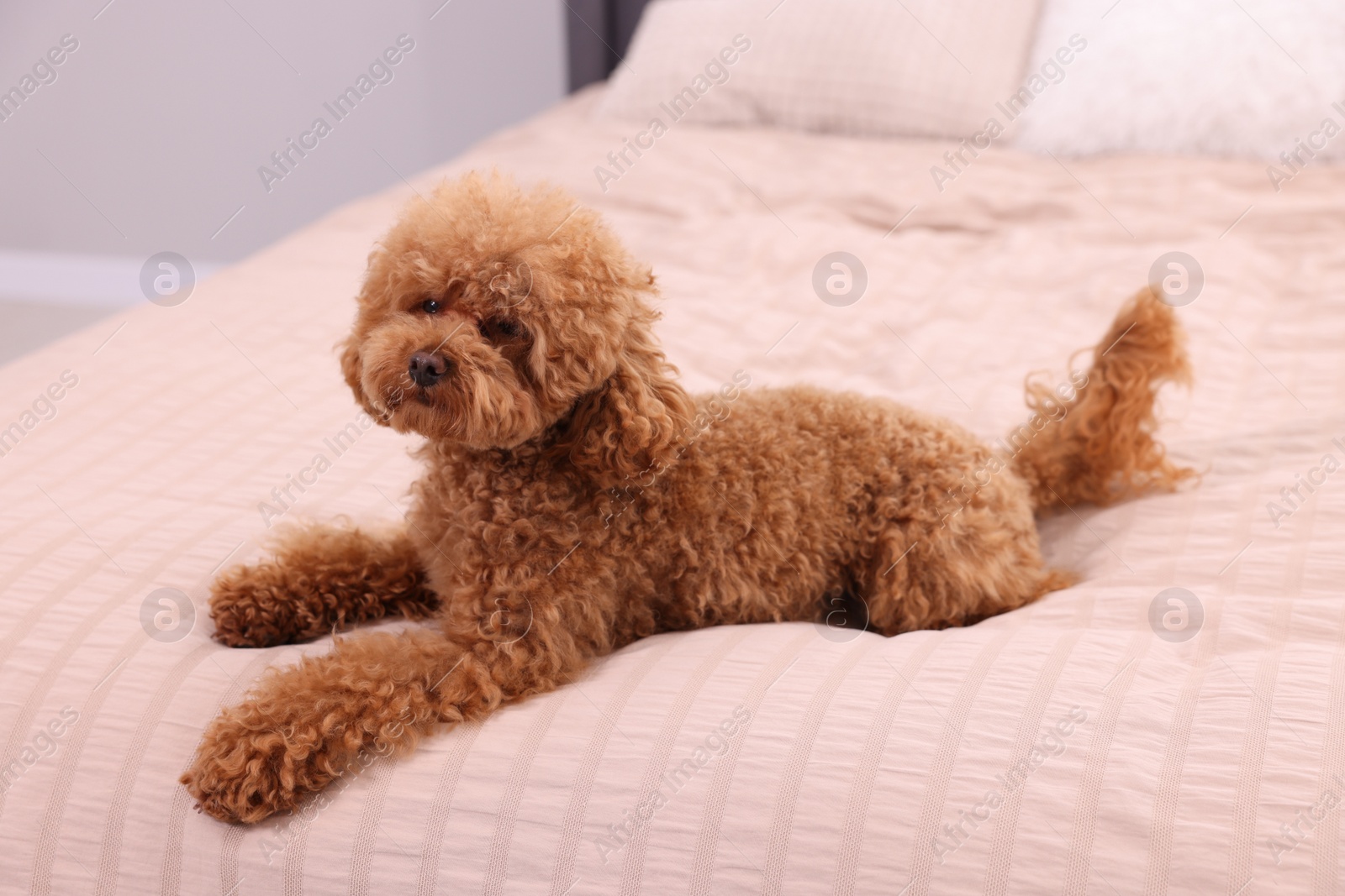 Photo of Cute Maltipoo dog on soft bed at home. Lovely pet