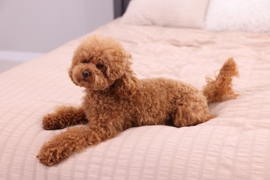 Cute Maltipoo dog on soft bed at home. Lovely pet