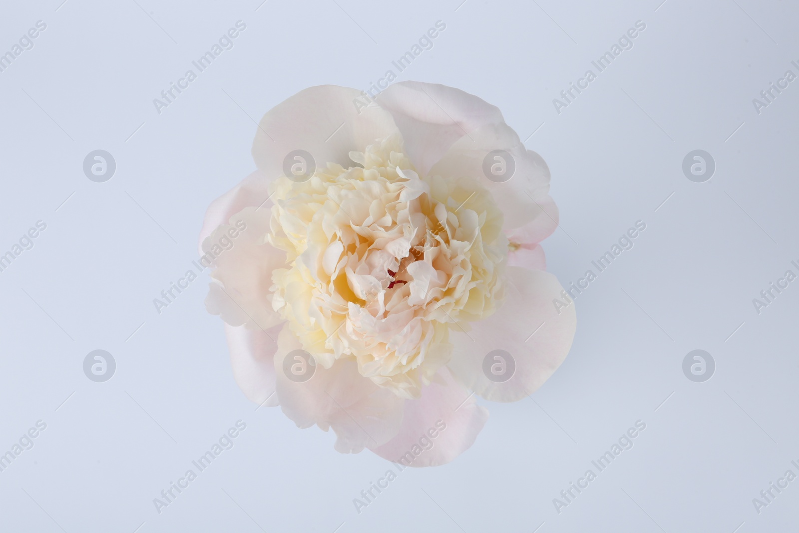 Photo of Beautiful peony on white background, top view