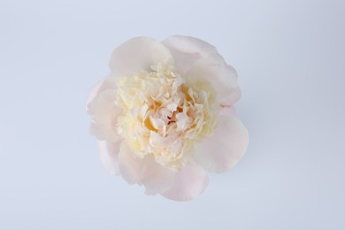 Beautiful peony on white background, top view