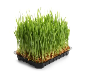 Photo of Fresh green wheat grass in container on white background