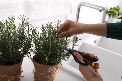 Woman cutting aromatic green rosemary sprig indoors, closeup