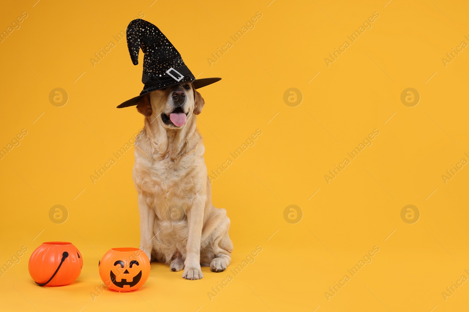 Photo of Cute Labrador Retriever dog in wizard hat with Halloween buckets on orange background. Space for text