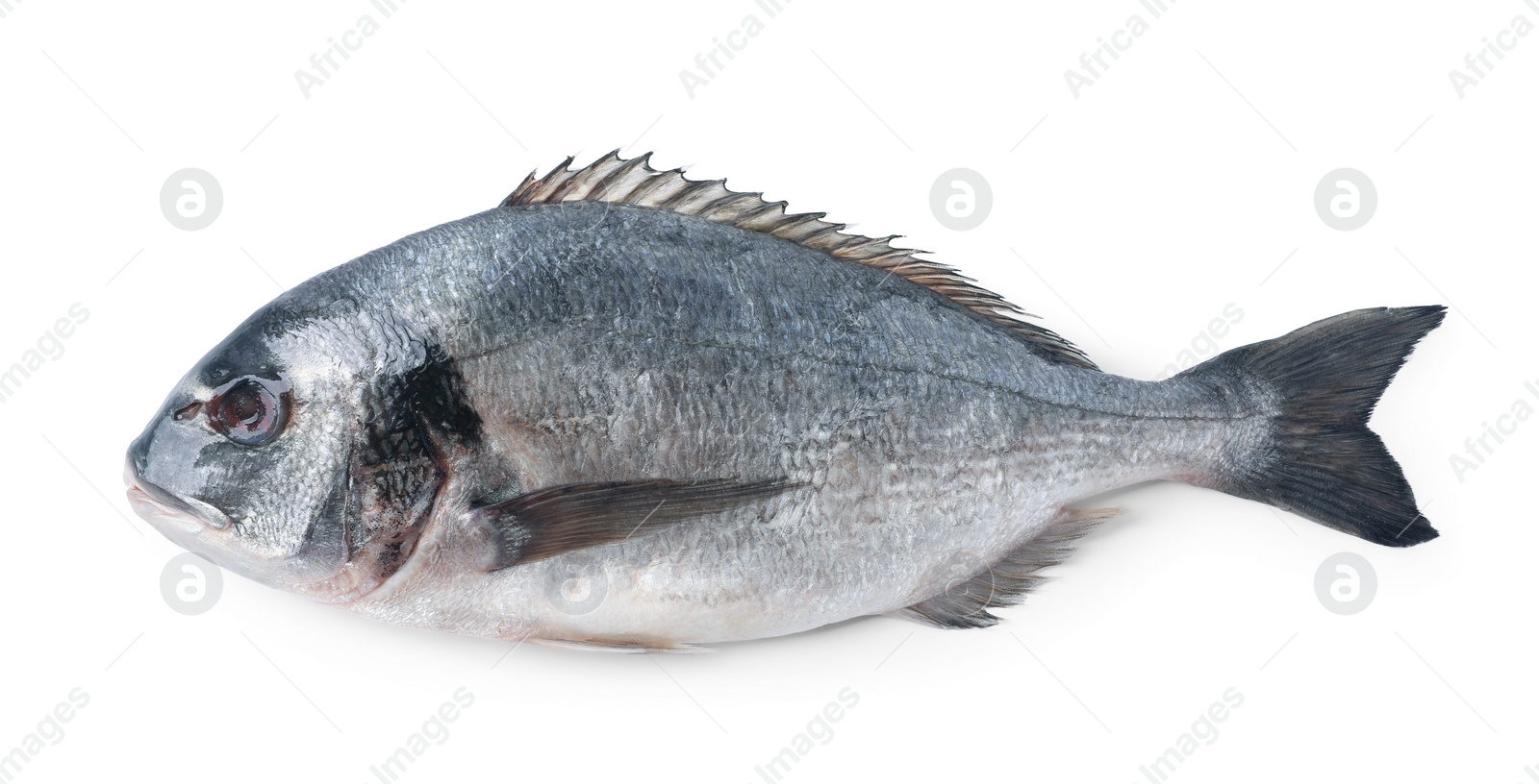 Photo of Fresh raw dorado fish isolated on white, top view