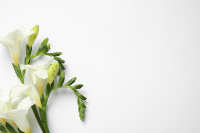 Photo of Beautiful freesia flowers on white background, top view