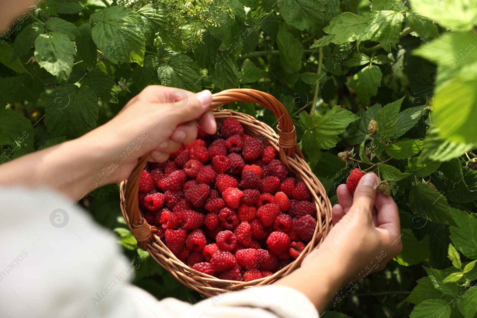 Photo of Woman with wicker basket picking ripe raspberries from bush outdoors, closeup