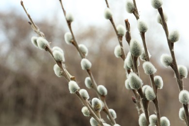 Beautiful fluffy catkins on willow tree outdoors, closeup
