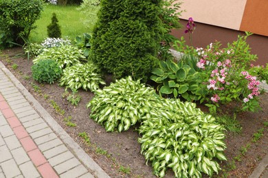 Photo of Beautiful flowerbed with different plants outdoors. Gardening and landscaping