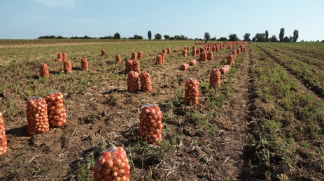 Photo of Mesh bags of onions in field on sunny day