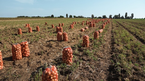 Mesh bags of onions in field on sunny day