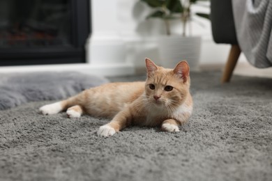Cute ginger cat lying on grey carpet at home