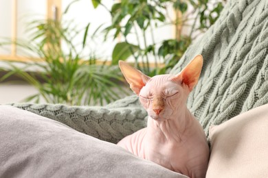 Photo of Cute Sphynx cat sleeping on sofa at home, space for text. Lovely pet