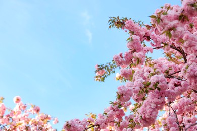 Beautiful blossoming sakura tree with pink flowers against blue sky, space for text. Spring season