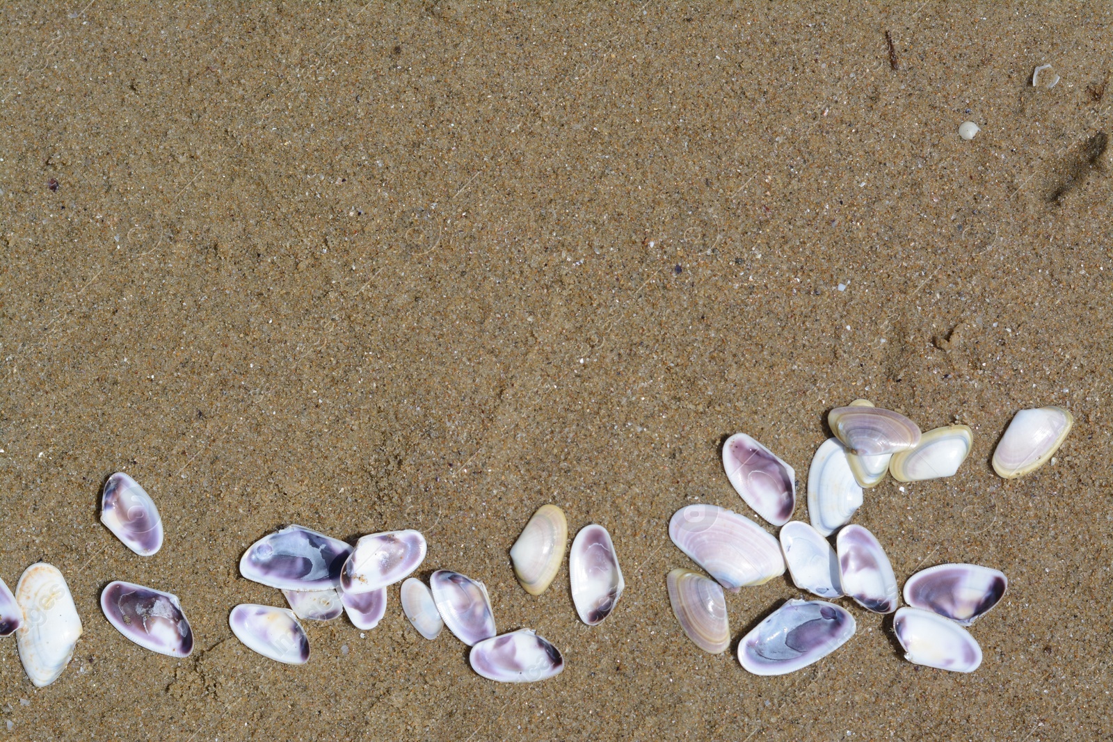 Photo of Many beautiful sea shells on wet sand, flat lay. Space for text