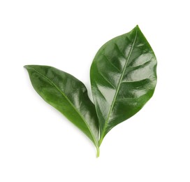 Photo of Leaves of coffee plant on white background, top view
