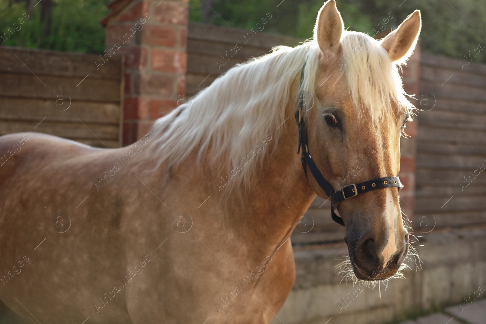 Photo of Adorable horse with bridles outdoors. Lovely domesticated pet