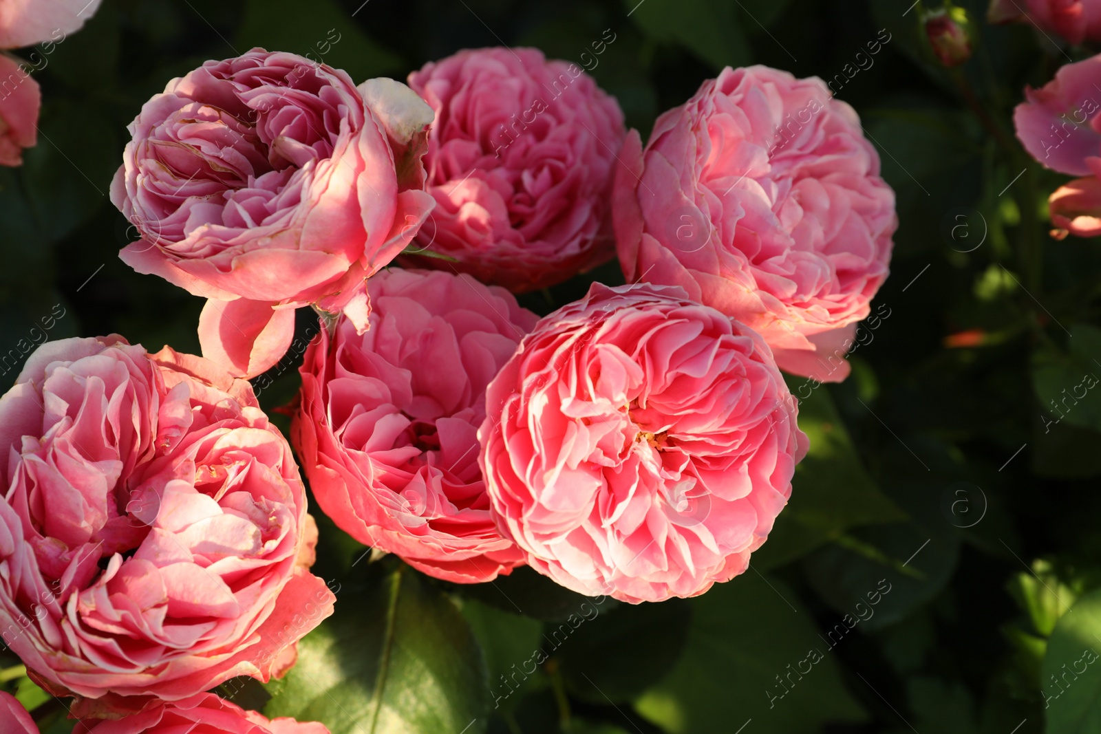 Photo of Beautiful blooming pink roses on bush outdoors, closeup